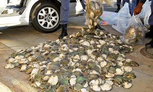 Gevang met R1m se Perlemoen